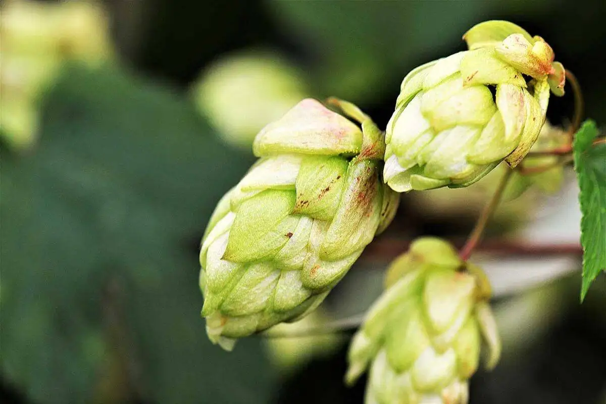 How Hops Help You Sleep Naturally